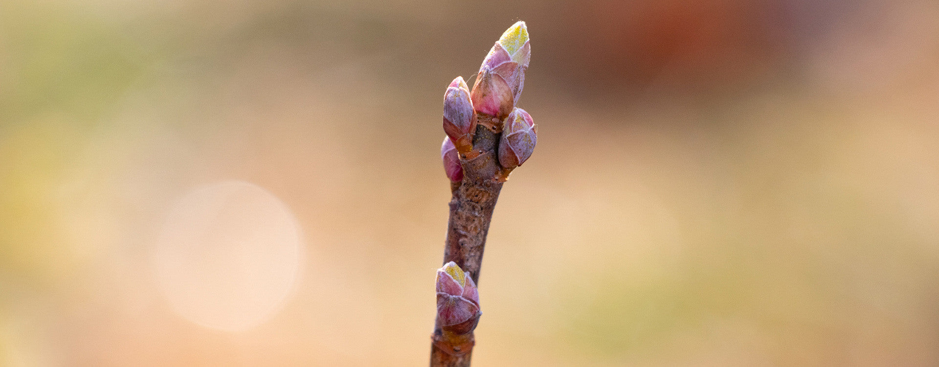 Le cassis: mon super anti-allergique