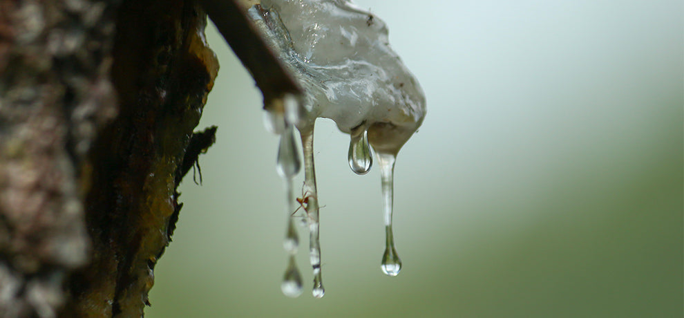 Faire une cure de sève de bouleau : mode d’emploi