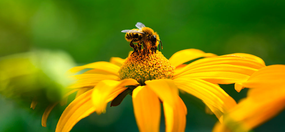 Qu’est-ce que la propolis verte et quelles sont ses vertus ?