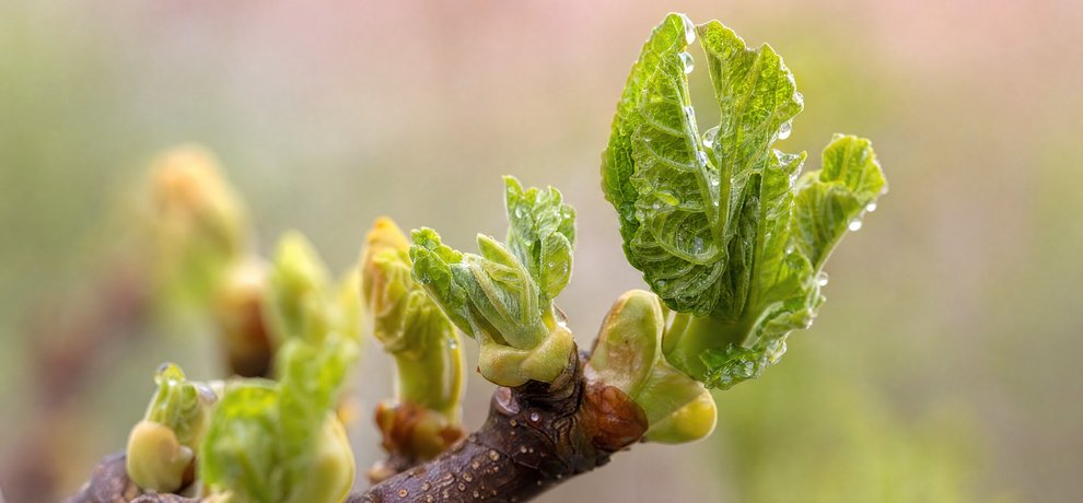 Bourgeons de Figuier au printemps couverts de rosée, soutien naturel du système nerveux
