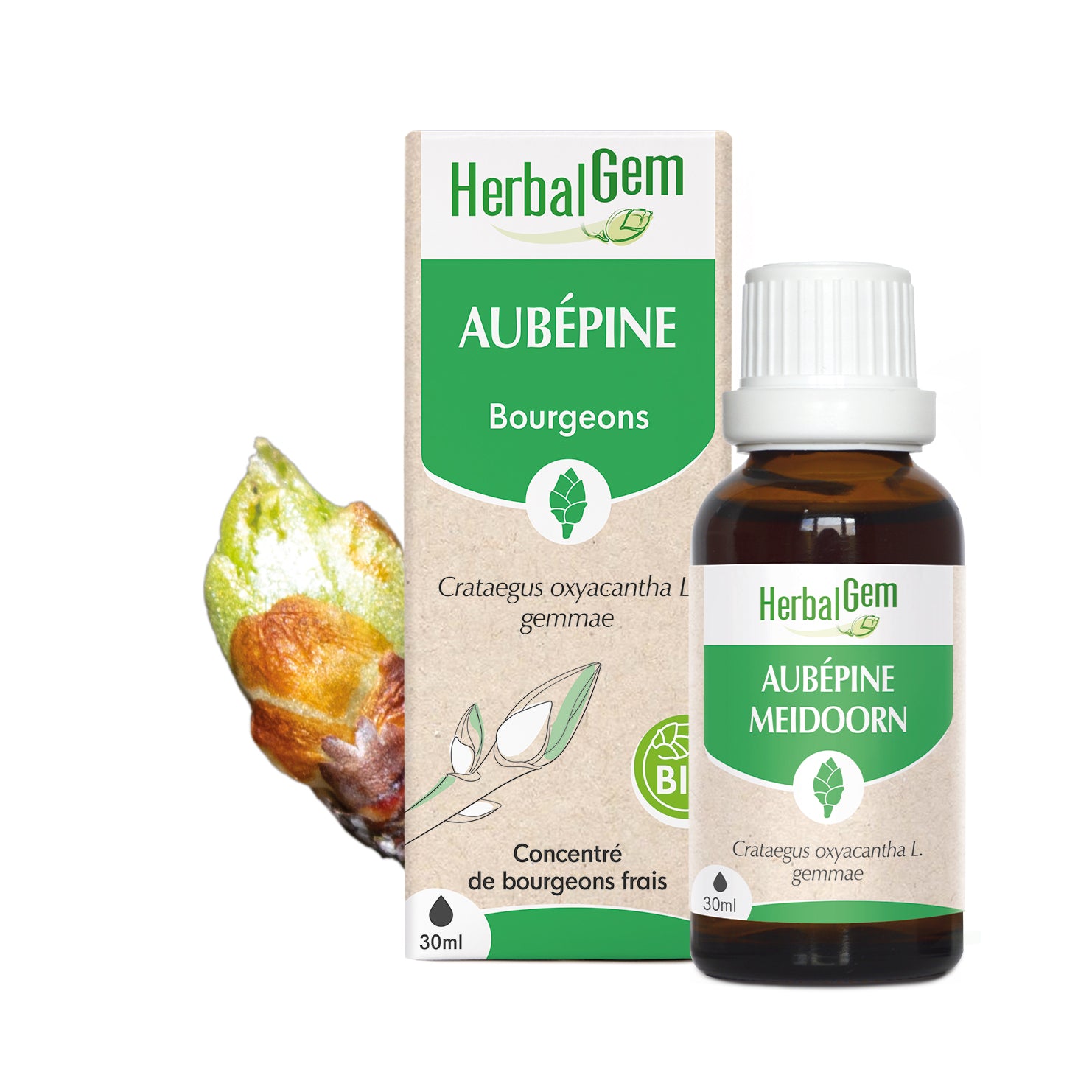Concentré de bourgeons frais BIO Herbalgem Aubépine.