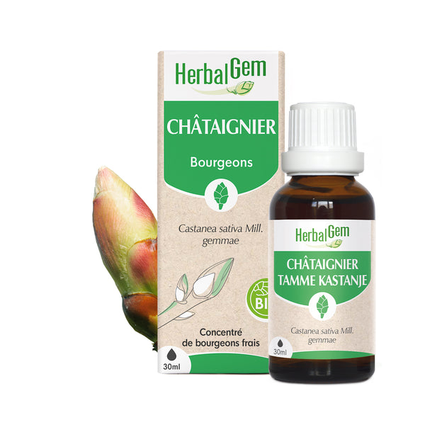 Concentré de bourgeons frais BIO Herbalgem Châtaigner.