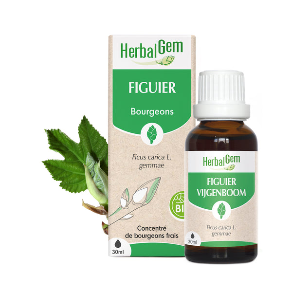 Concentré de bourgeons frais BIO Herbalgem Figuier.