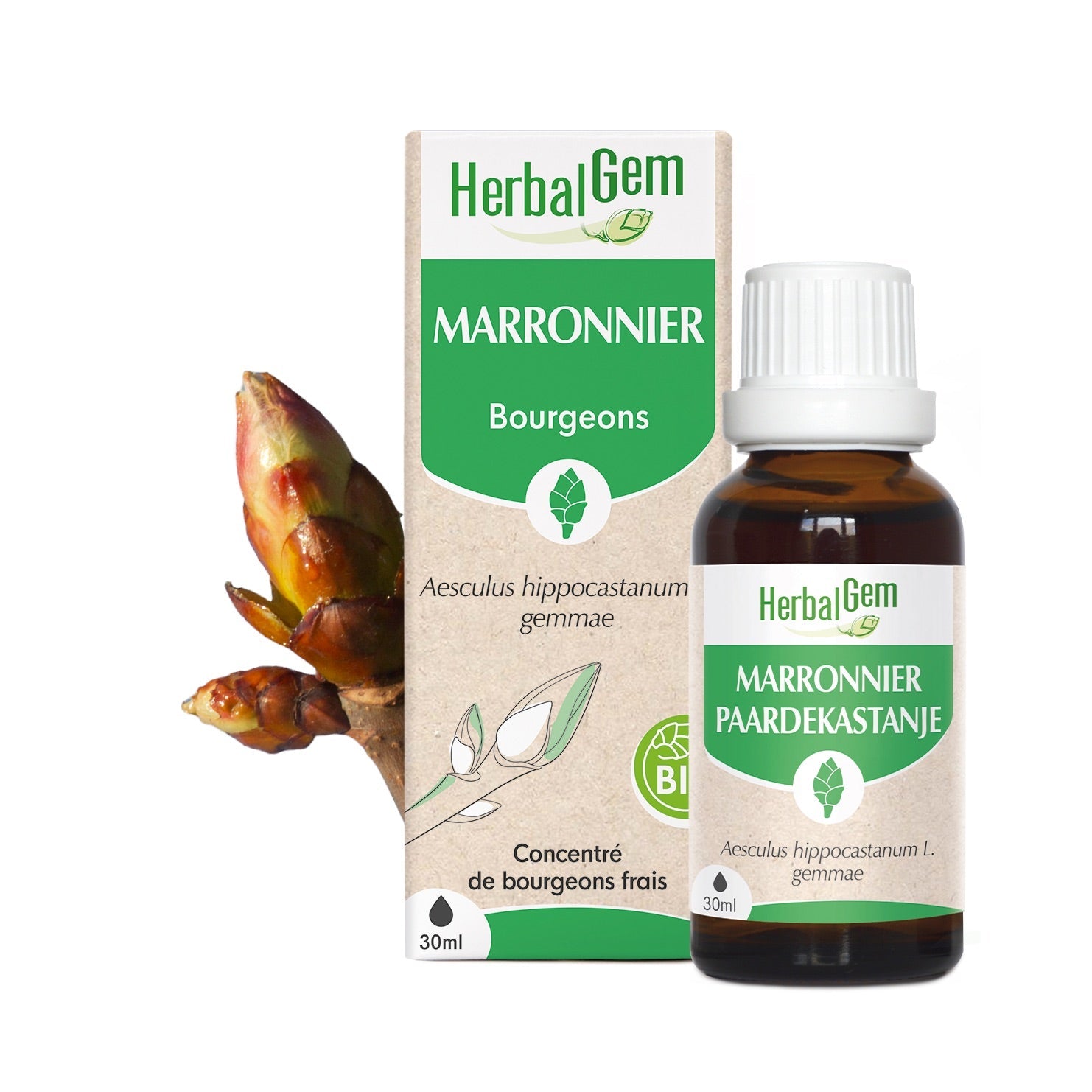 Bourgeon de Marronnier - Bio