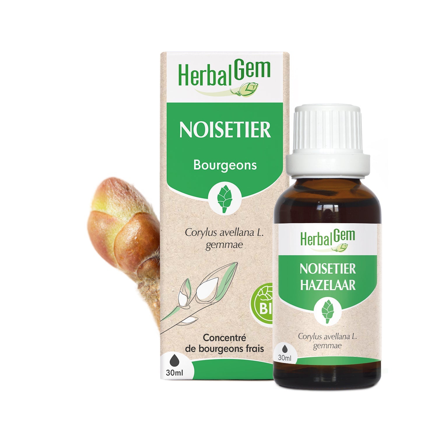 Bourgeon de Noisetier - Bio