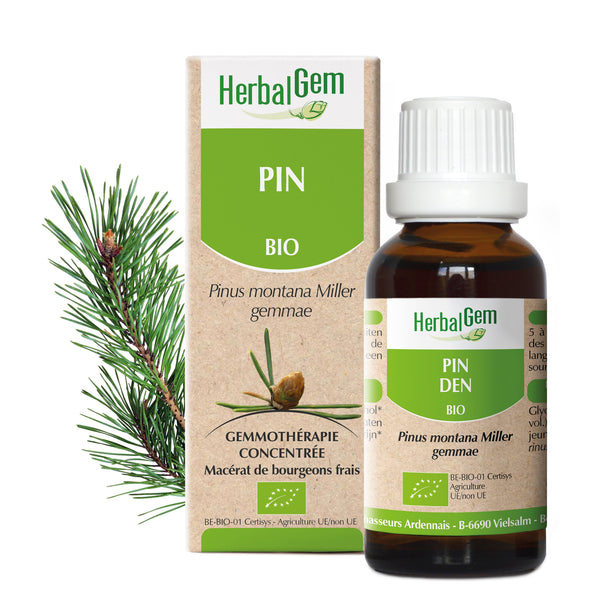 Flacon HerbalGem Pin Bio, macérat concentré de bourgeons frais, avec une branche de pin.