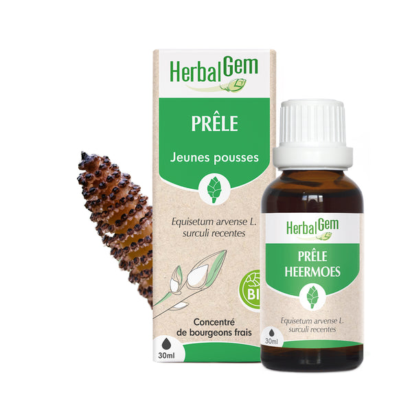 Flacon de 30ml du concentré de jeunes pousses Prêle HerbalGem, avec une prêle en arrière-plan.