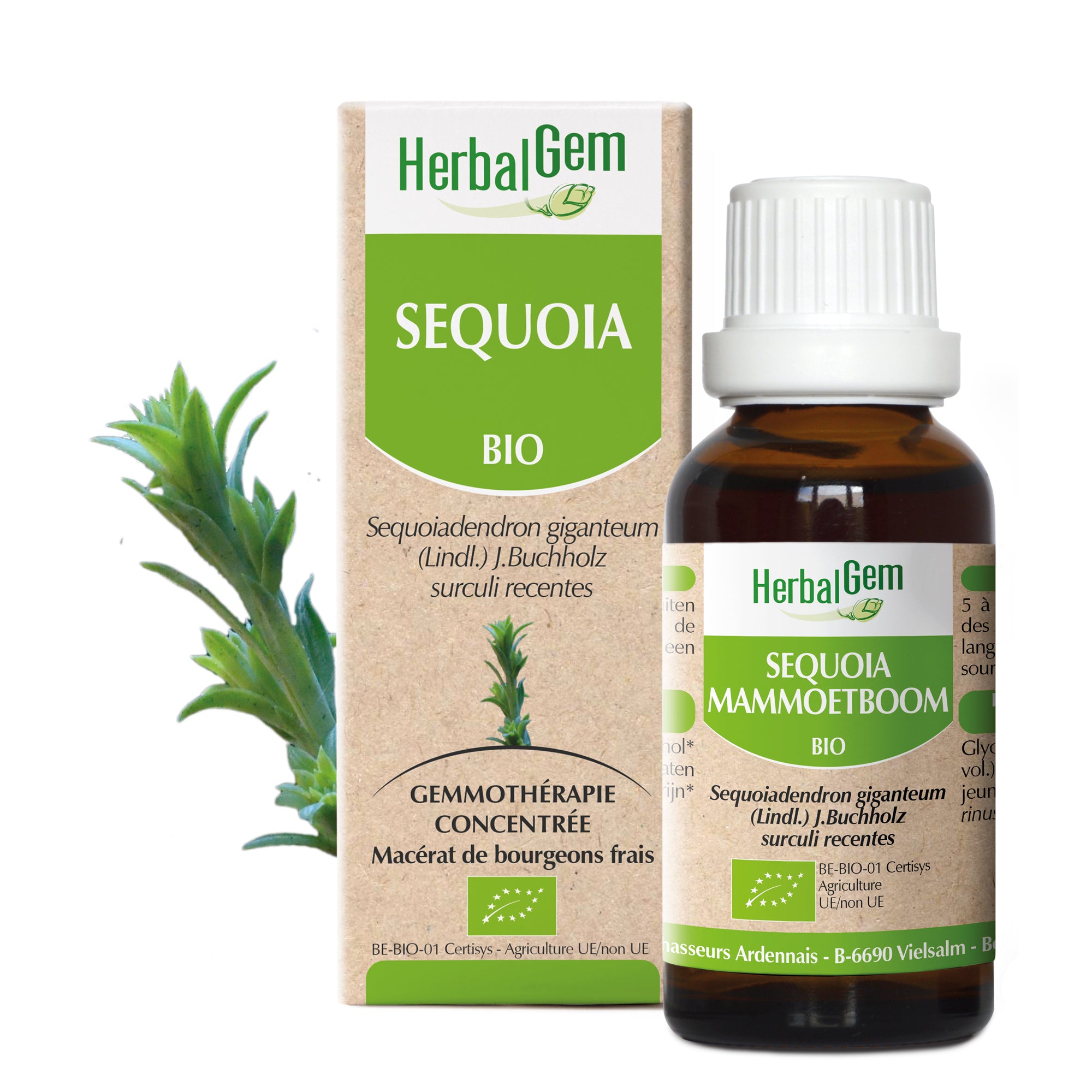 Flacon HerbalGem Sequoia Bio, macérat concentré de bourgeons frais, avec des feuilles de sequoia.