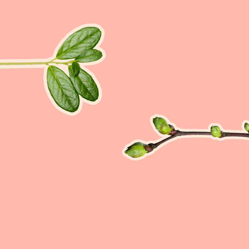 Feuilles vertes et bourgeons de printemps sur fond rose.