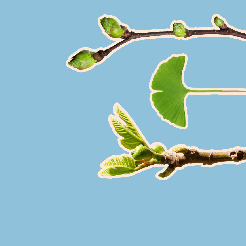 Bourgeons verts et jeunes feuilles de plante au printemps, symbole de vitalité naturelle.