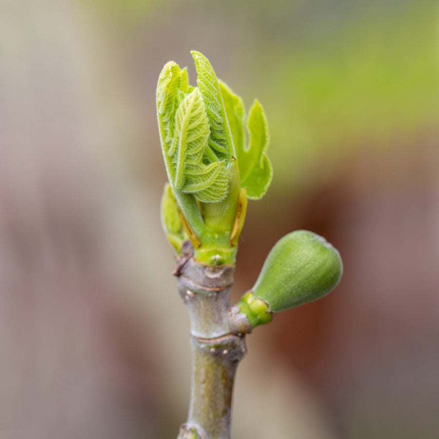 Bourgeon frais en gros plan au bout d’une branche, représentant la régénération végétale.