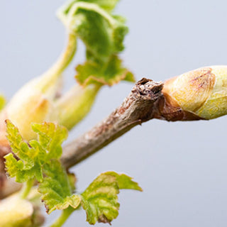 Comment le Cassis va changer votre vie
