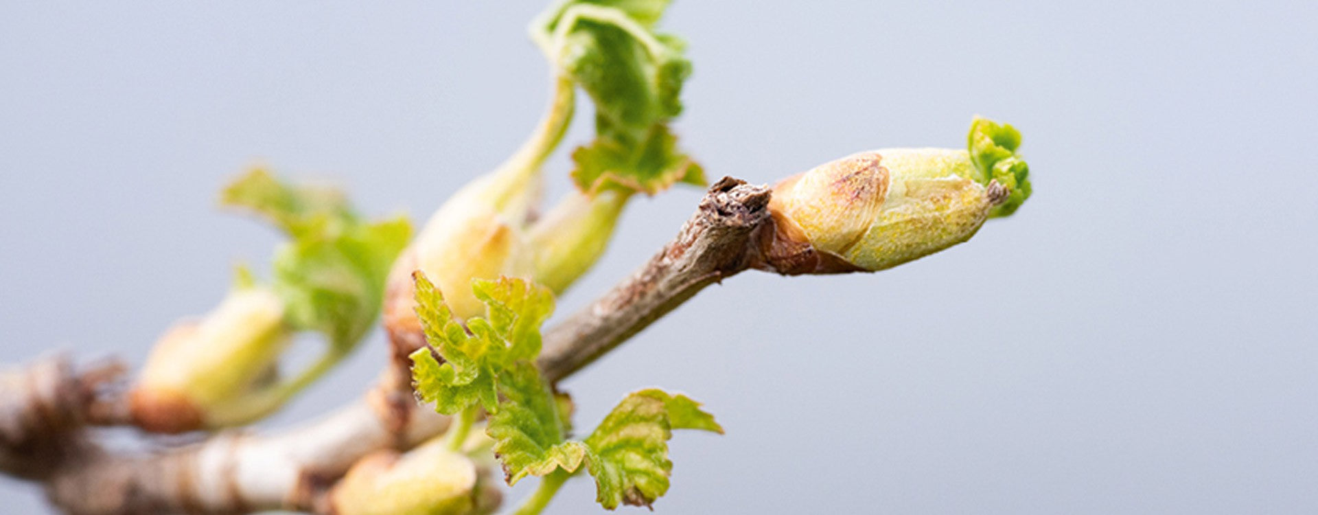 Comment le Cassis va changer votre vie