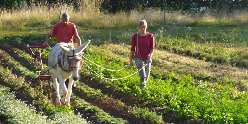 Des bourgeons de Cassis bios cultivés avec des ânes : c’est en France, au cœur de la Haute-Loire, et dans les produits HerbalGem