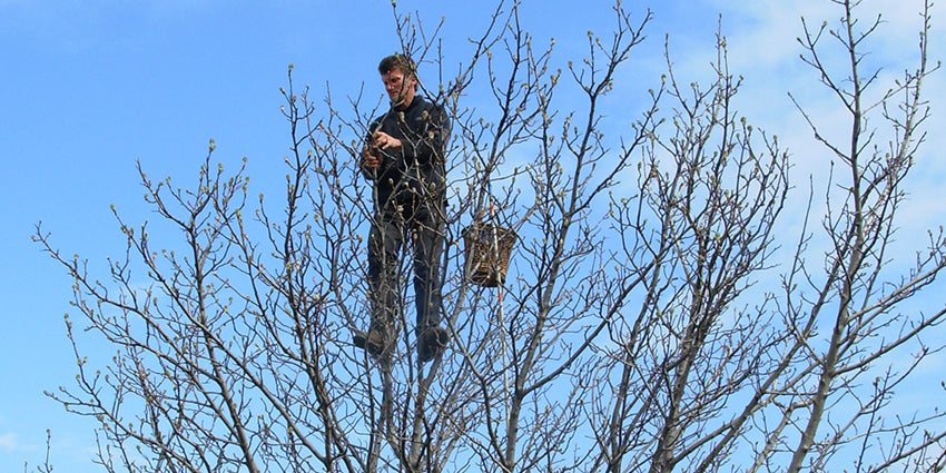 Chasseur de bourgeons : un vrai métier