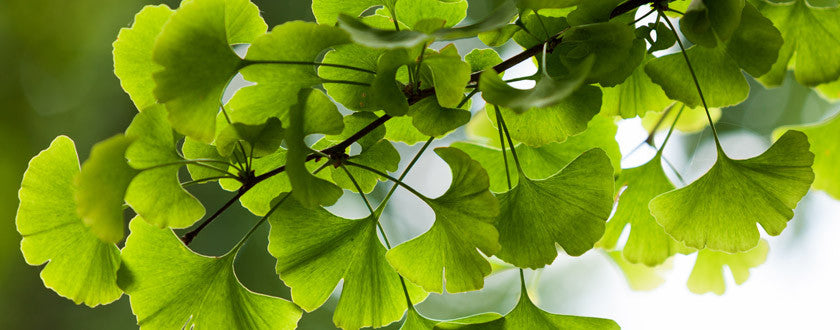 Tout savoir sur le bourgeon de la circulation cérébrale : le Ginkgo Biloba