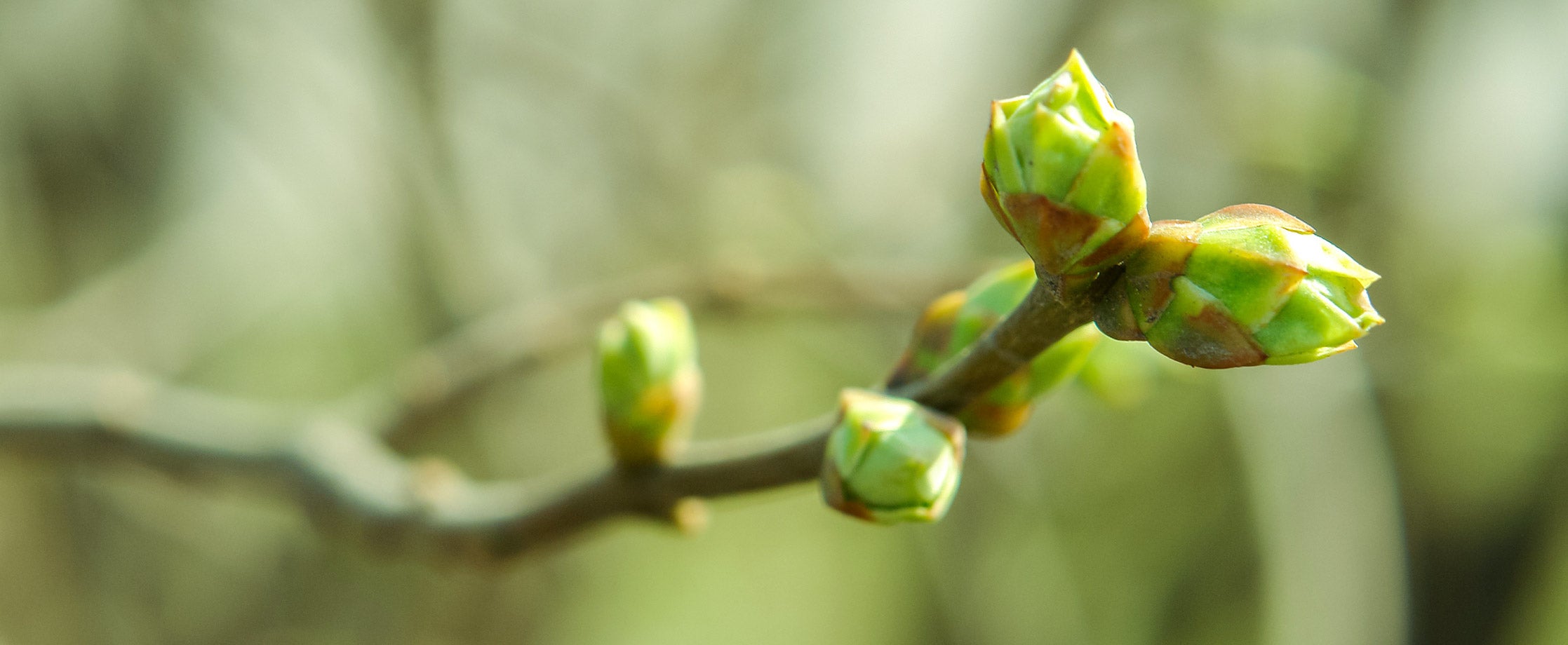 Le Tilleul : mon bourgeon du sommeil