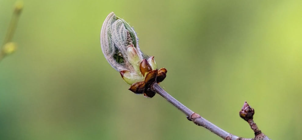 Bourgeon de marronnier en train de s'ouvrir sur une branche au printemps, sur fond vert