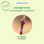 Duo pack bourgeon de Cassis 30 ml + 15 ml - Bio