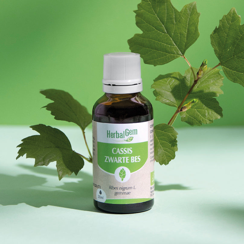 Extrait de bourgeon de cassis (Ribes nigrum) liquide, utilisé pour stimuler la vitalité et renforcer les défenses naturelles.