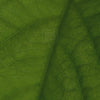 050233-cologem-herbalgem-30ml-fr24-5425009102121-06.mp4